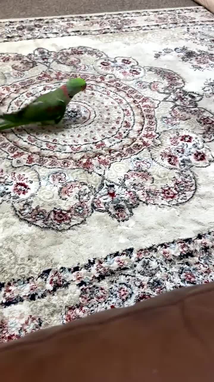 Parrots birds for sale: Tamed male alexandrine parrot - Video 2