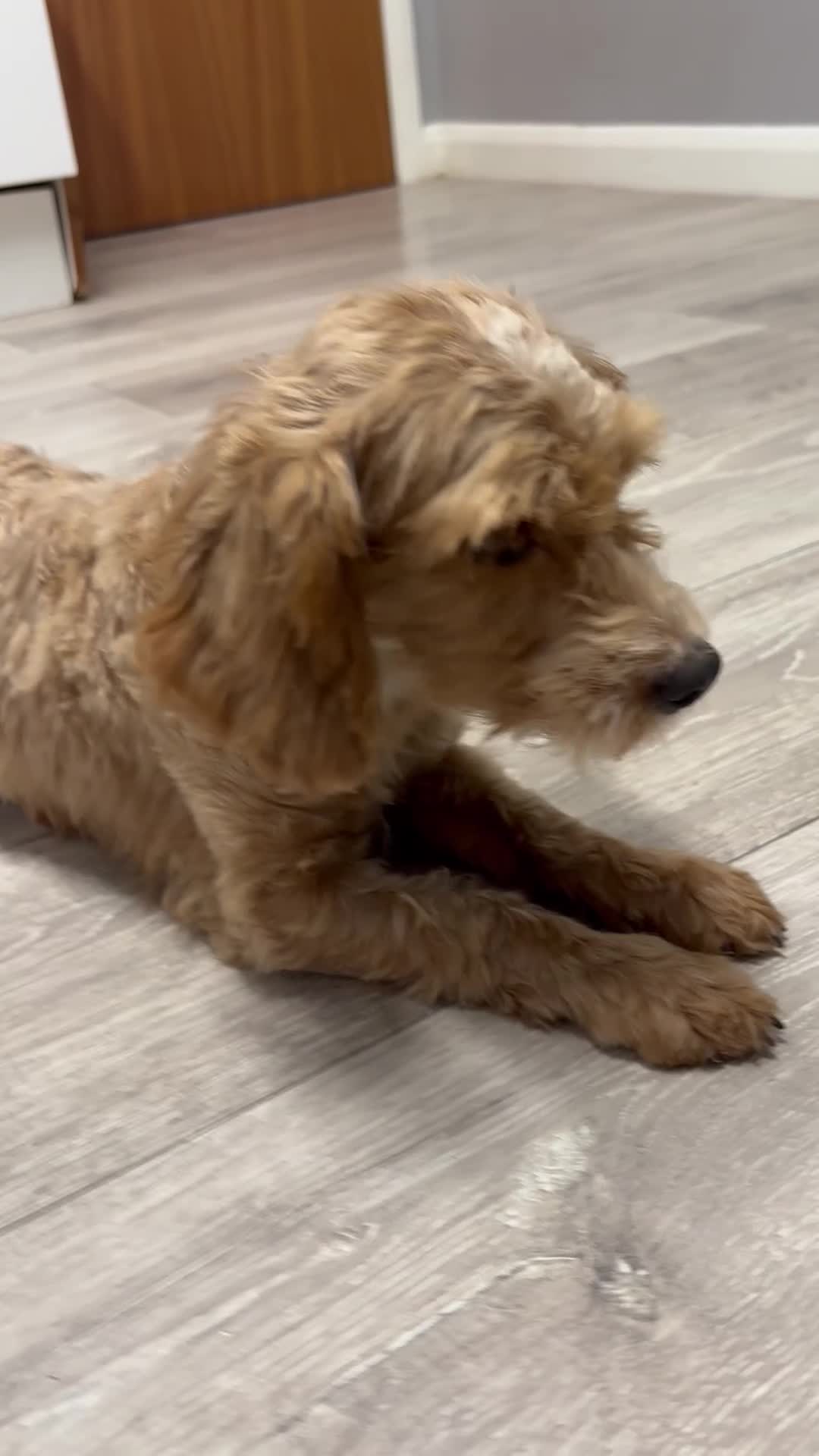 Cockapoo dogs for sale: Connie the cockapoo - Video 2