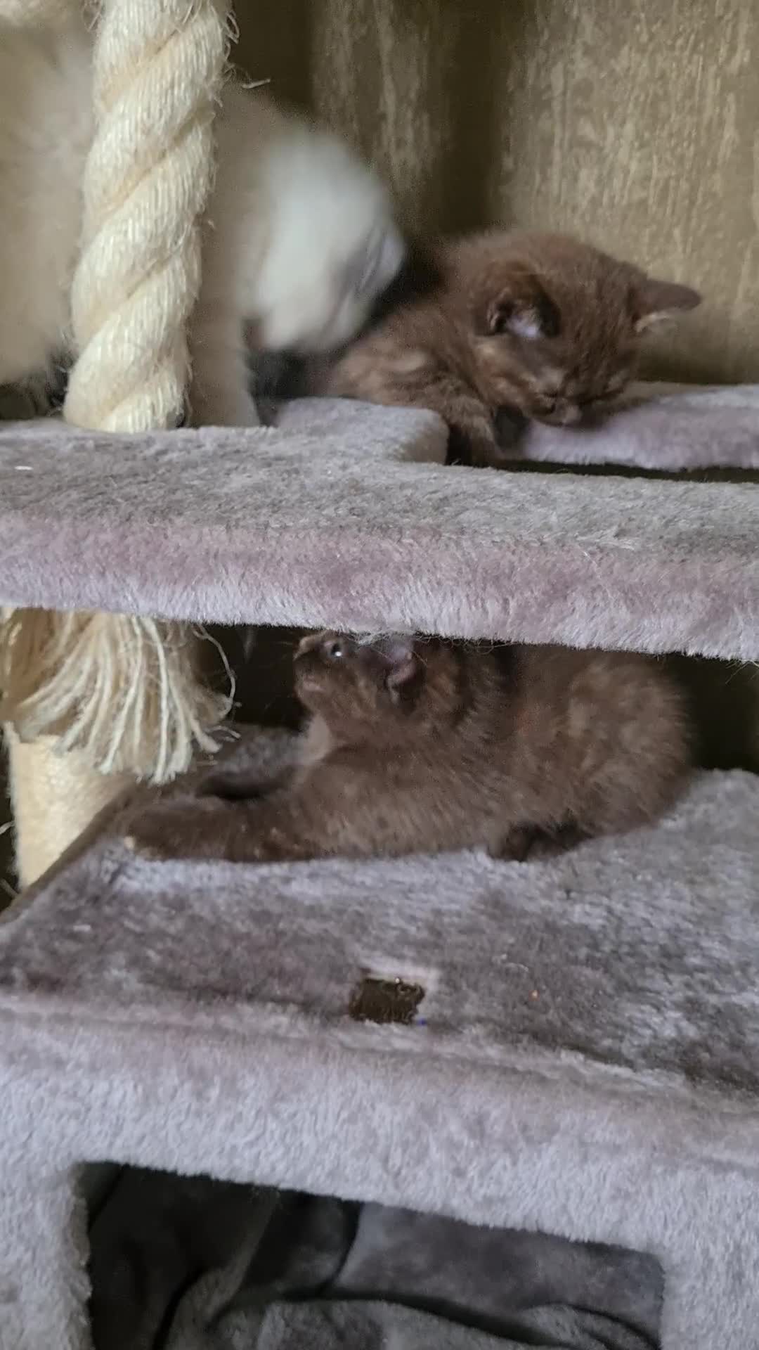 British Shorthair cats for sale: Cinnamon tortie BS female kitten - Video 2