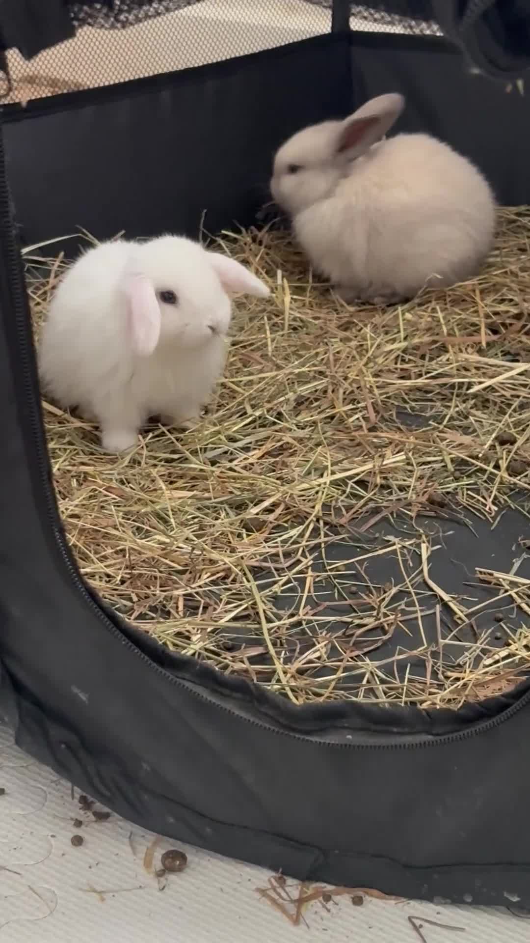 Dwarf Lop rabbits for sale: Dwarf lop fluffy baby bunnies - Video 1