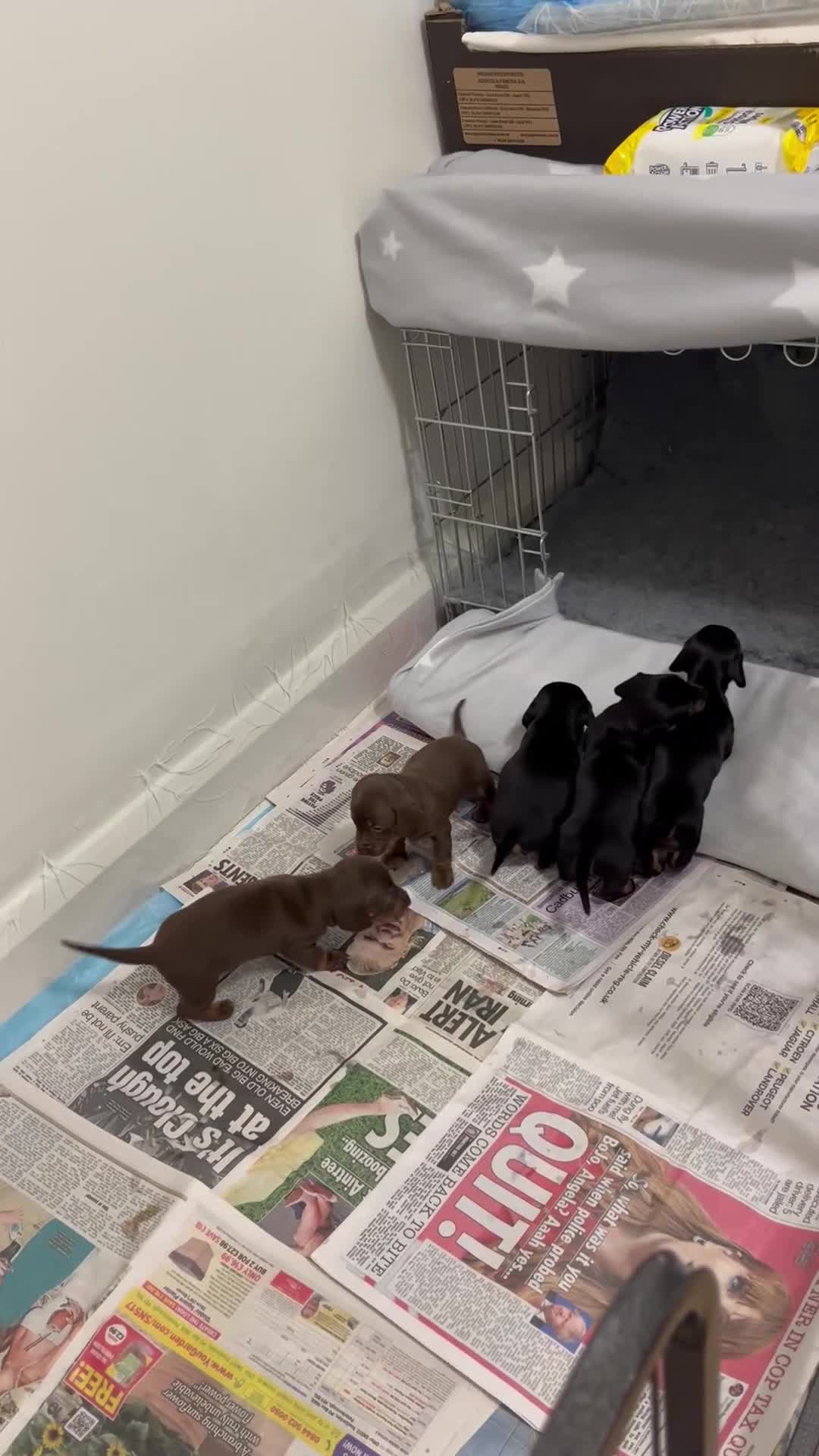 Miniature Dachshund dogs for sale: Beautiful Baby Sausages - Video 3