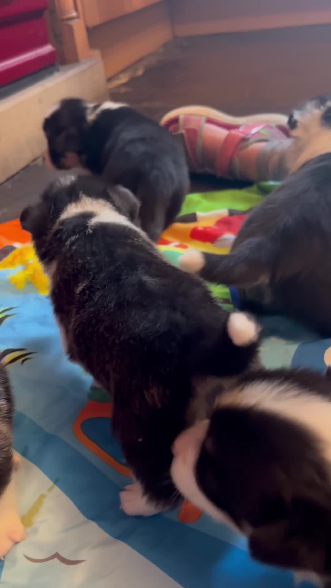 Welsh Corgi Pembroke dogs for sale: Pedigree, health tested parents, licensed breeder - Video 2