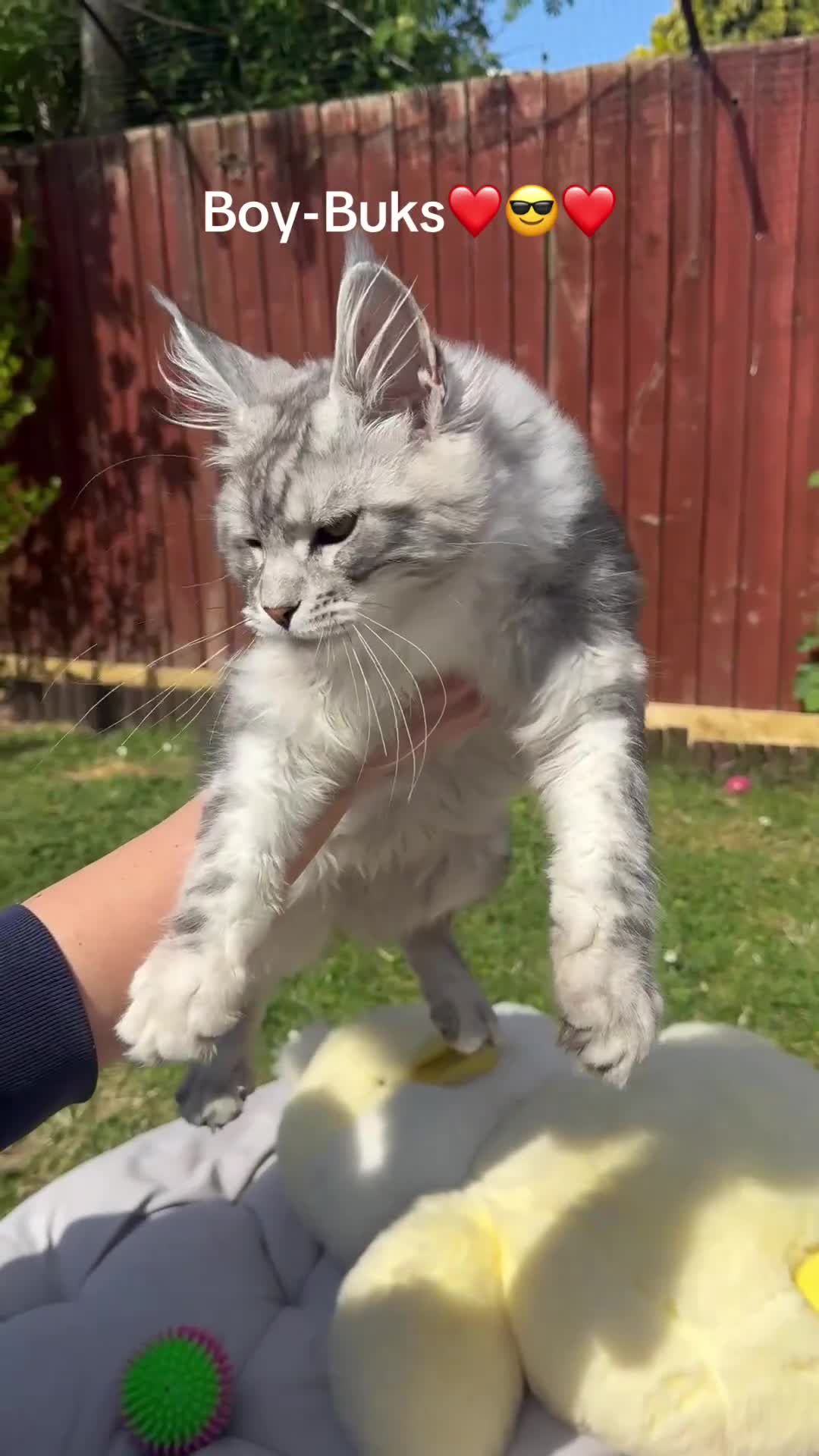 Maine Coon cats for sale: 6 STUNNING PEDIGREE TICA REG MAINE COON KITTENS - Video 2