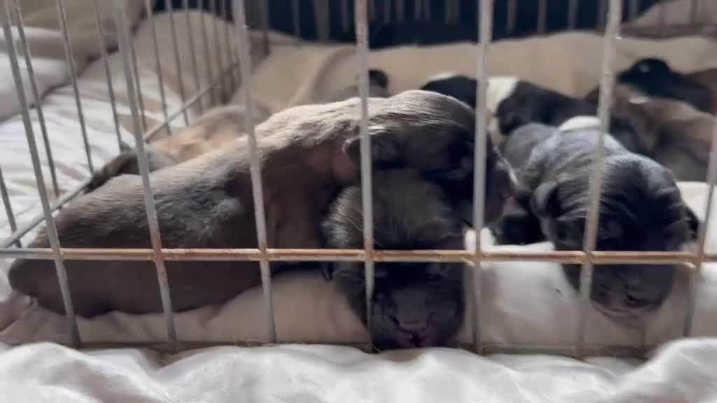 Mixed Breed dogs for sale: Tibetan Saints Puppies - Second Generation  in Bedford - Video 1