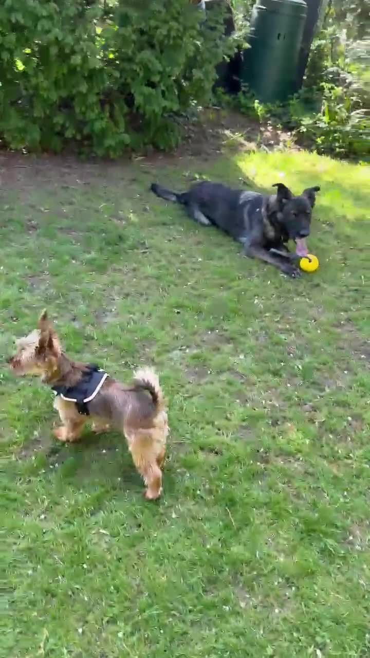 Yorkshire Terrier dogs for sale: Female Yorkshire Terrier  - Video 1