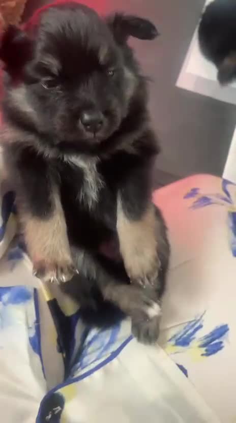 Pomsky dogs for sale: 5 High Quality Pomsky Puppies  - Video 5