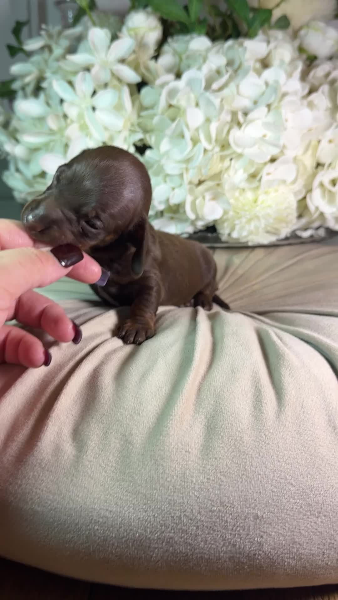 Miniature Dachshund dogs for sale: LAST 2 ON OFFER💕 KC REGISTERED/PRA CLEAR  - Video 4