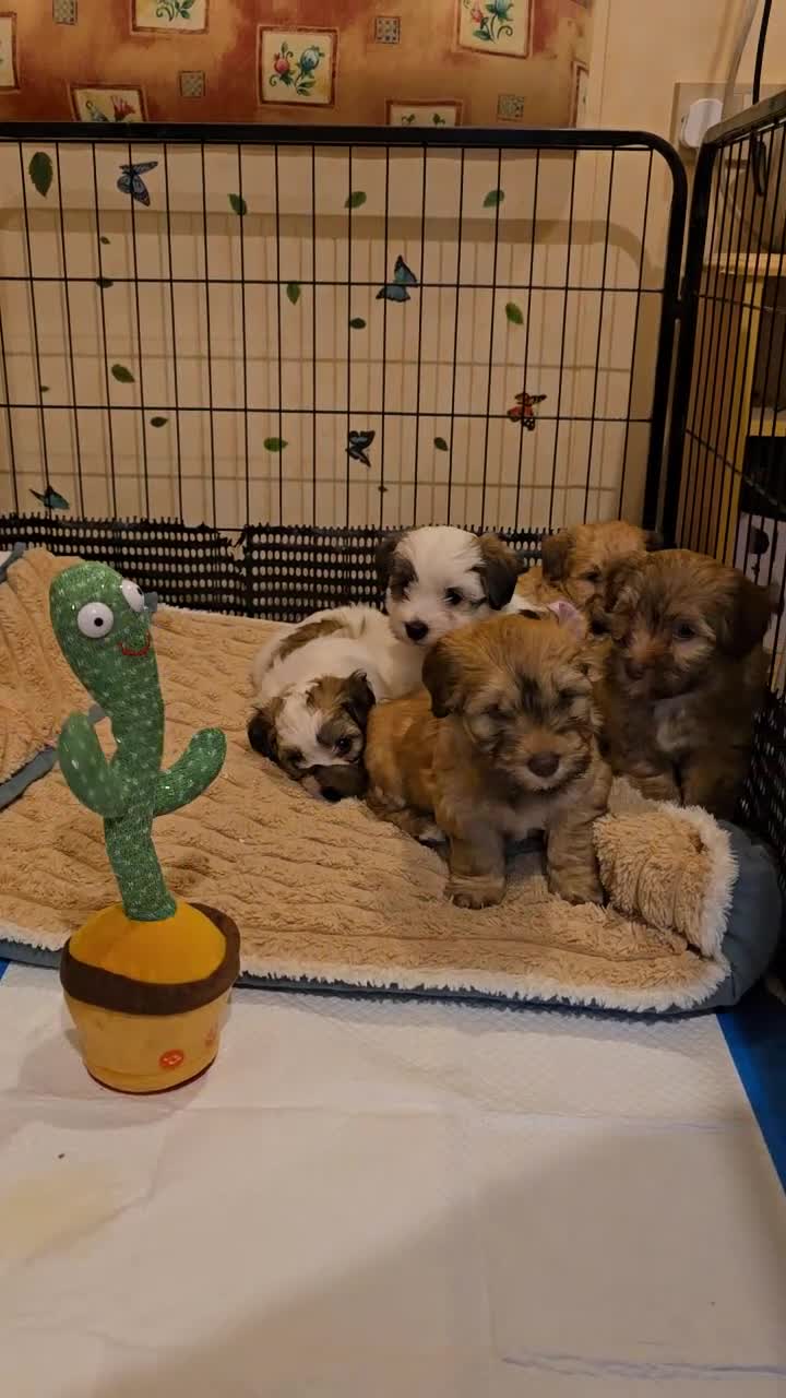 Havanese dogs for sale: Beautifully colored Havanese puppies - Video 1