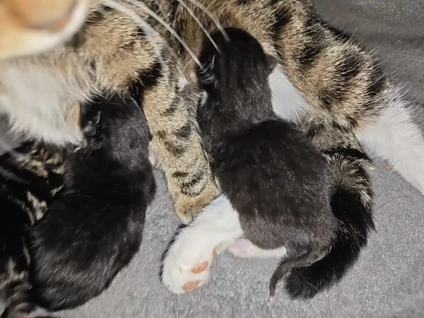 Mixed Breed cats for sale: kittens  - Video 1
