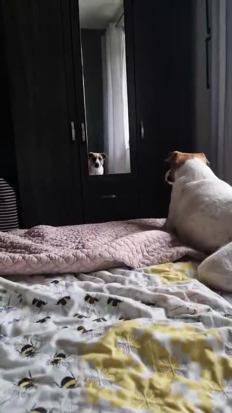 Mixed Breed dogs for adoption: ❤️ZAYKA❤️- GENTLE 14 MONTHS GIRL STILL WAITING - Video 3