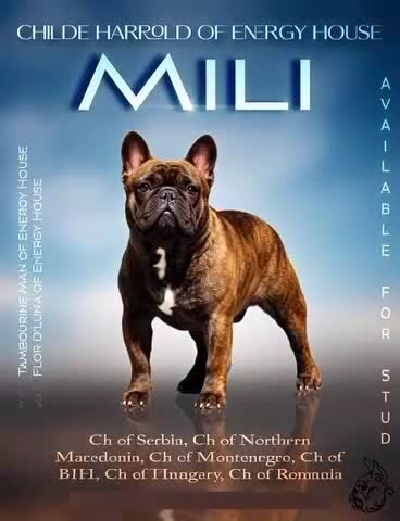 French Bulldog dogs for stud: International Champion French Bulldog for Stud - Video 1