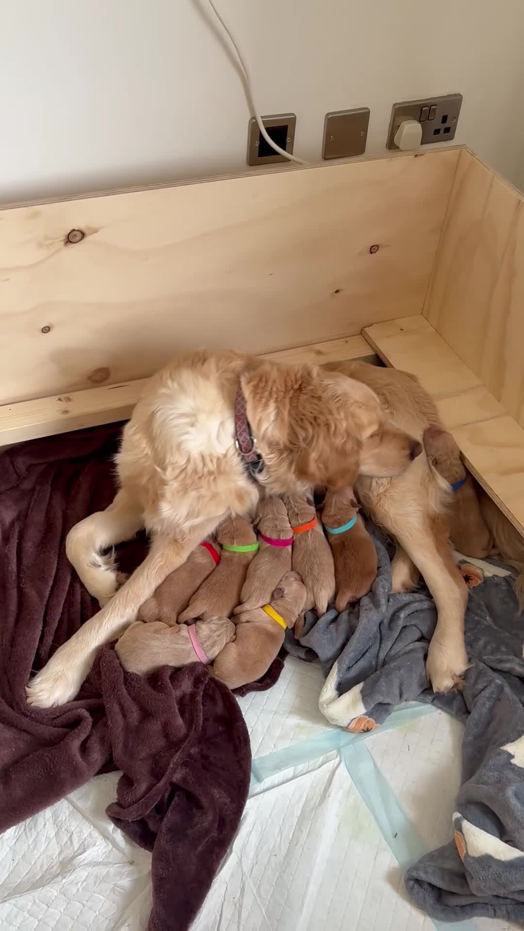 Golden Retriever dogs for sale: Beautiful Golden Retriever Puppies in Billingham - Video 1