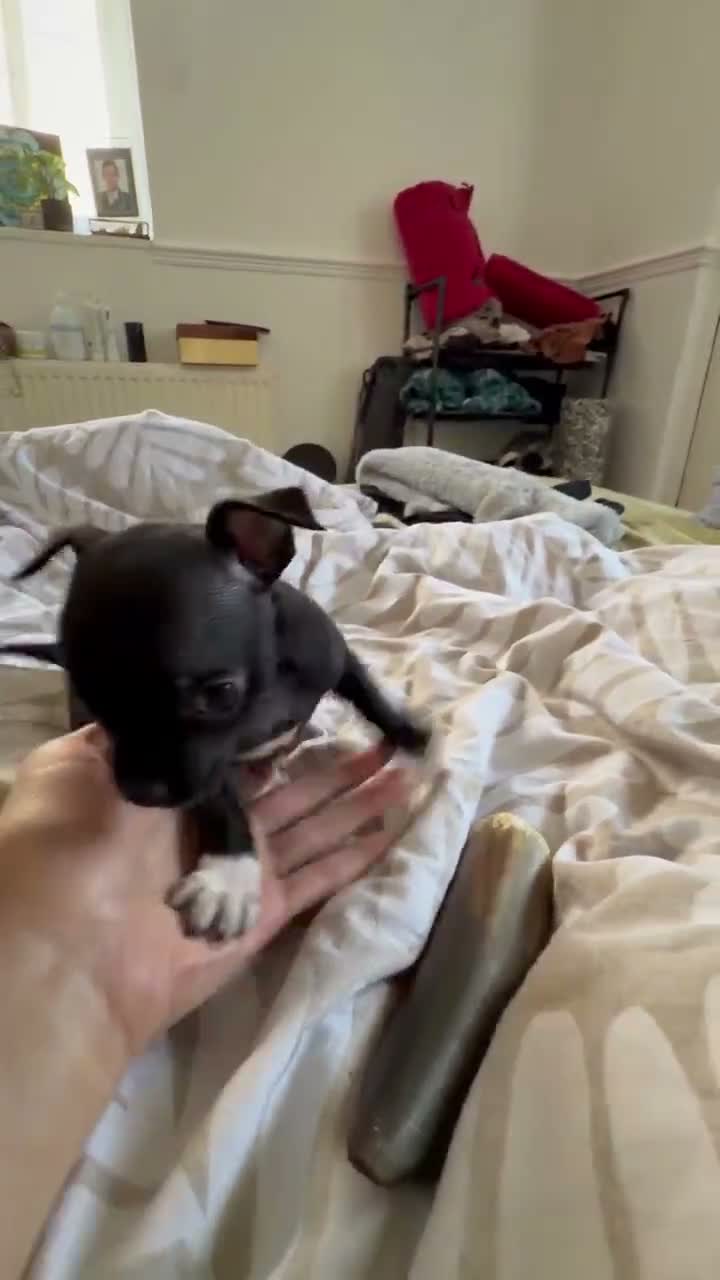 Chihuahua dogs for sale: Beautiful Black Chihuahua Girl Central London - Video 1
