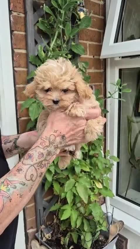 Maltipoo dogs for sale: Beautiful Teddy Bear Asian/Korean Maltipoo Puppy - Video 1