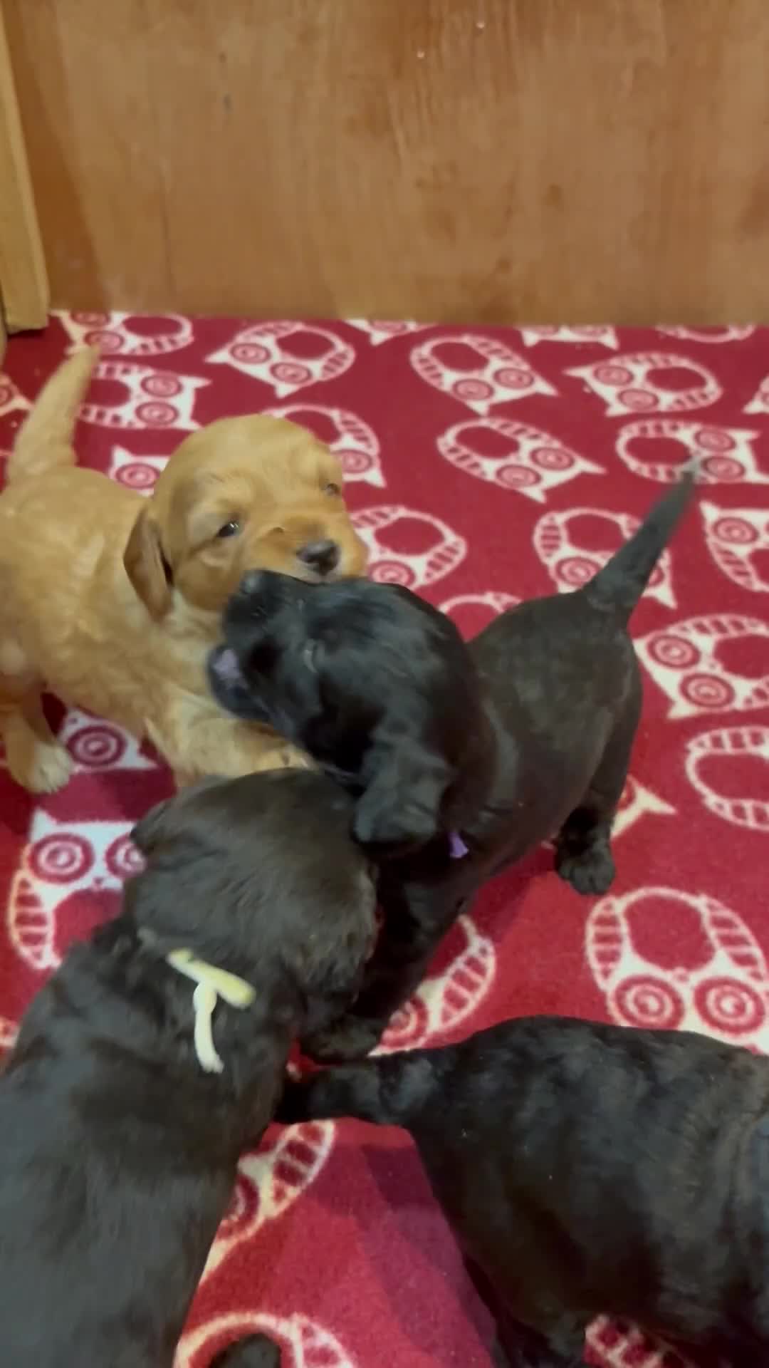 Jackapoo dogs for sale: Jackapoo Puppies - Video 1