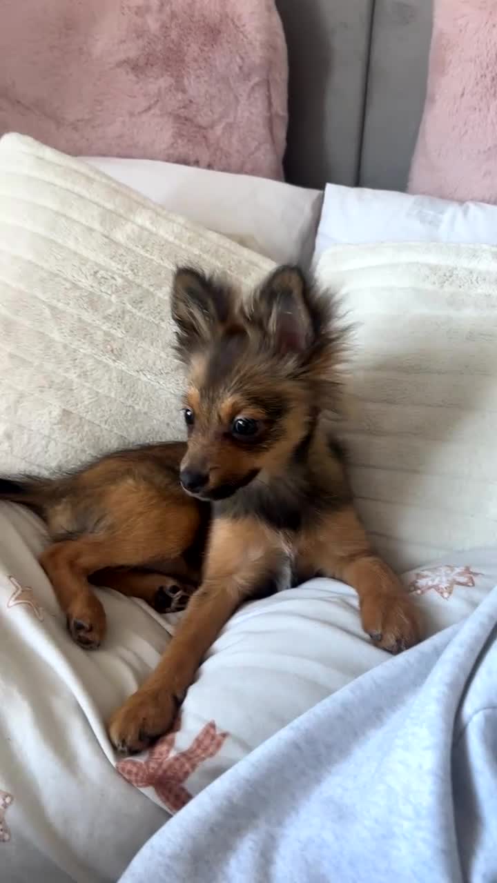 Pomeranian dogs for sale: Brindle Pomeranian  - Video 1