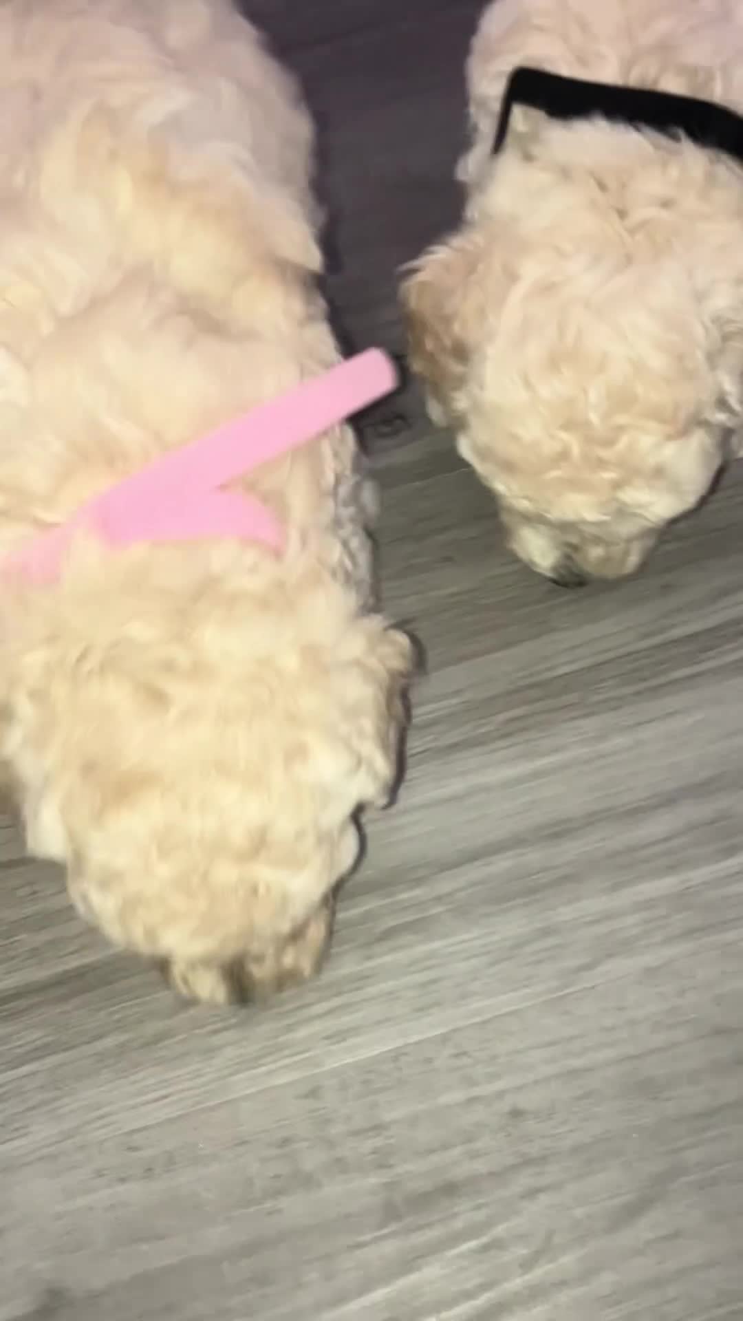 Toy Poodle dogs for sale: Toy poodle puppies  - Video 1