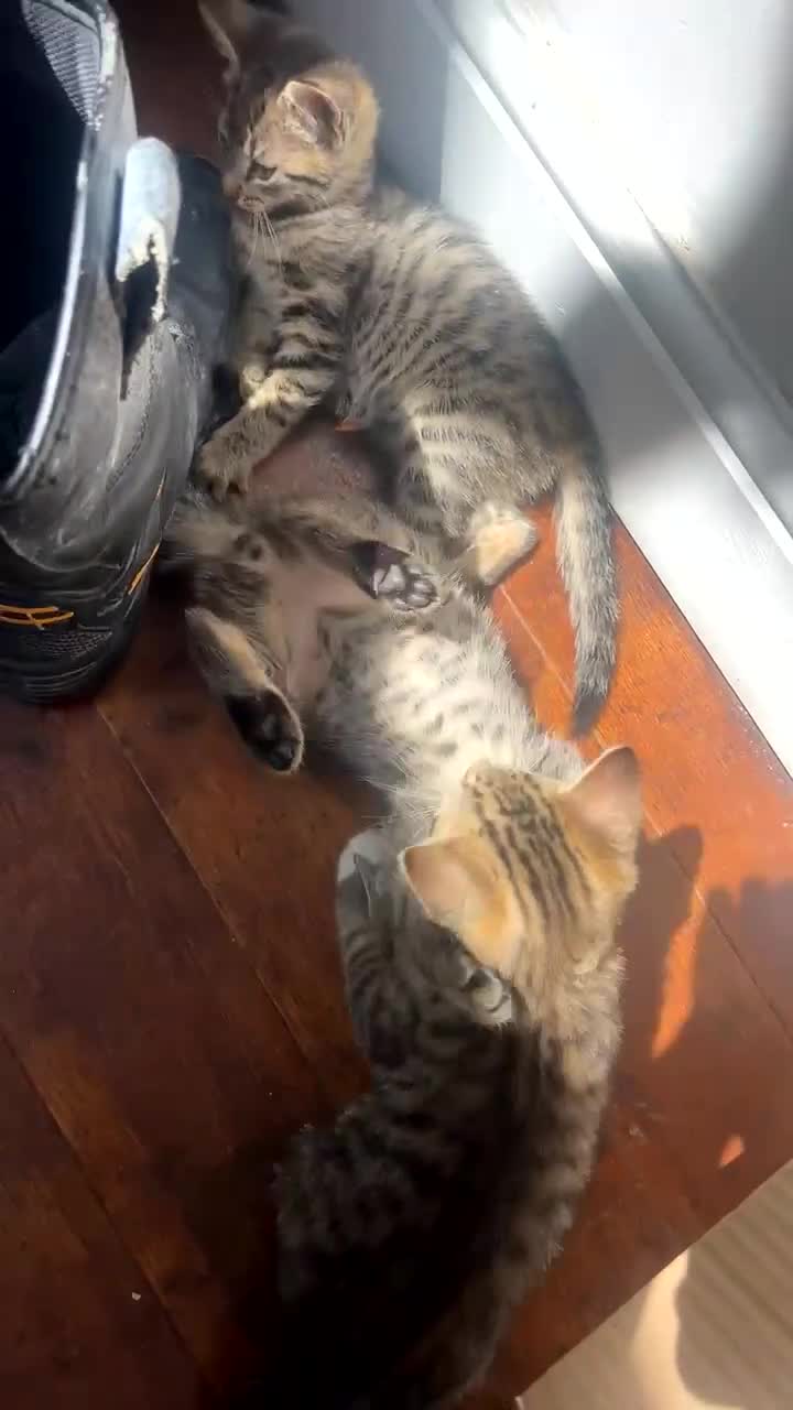 Mixed Breed cats for sale: 3 kittens urgently looking for new home  - Video 3