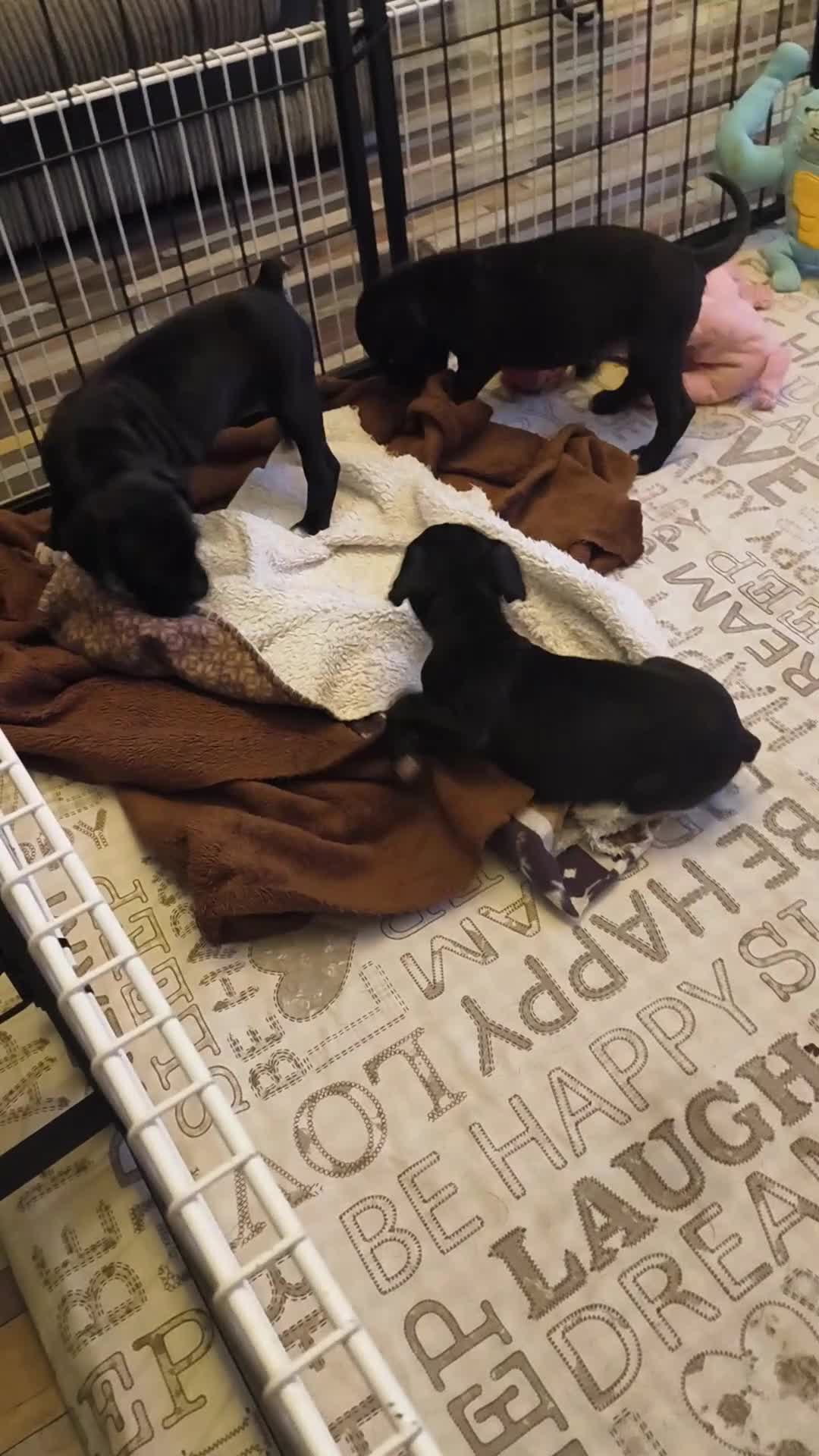 Boxer dogs for sale: ❤SEALED BOXER PUPPIES❤ - Video 2