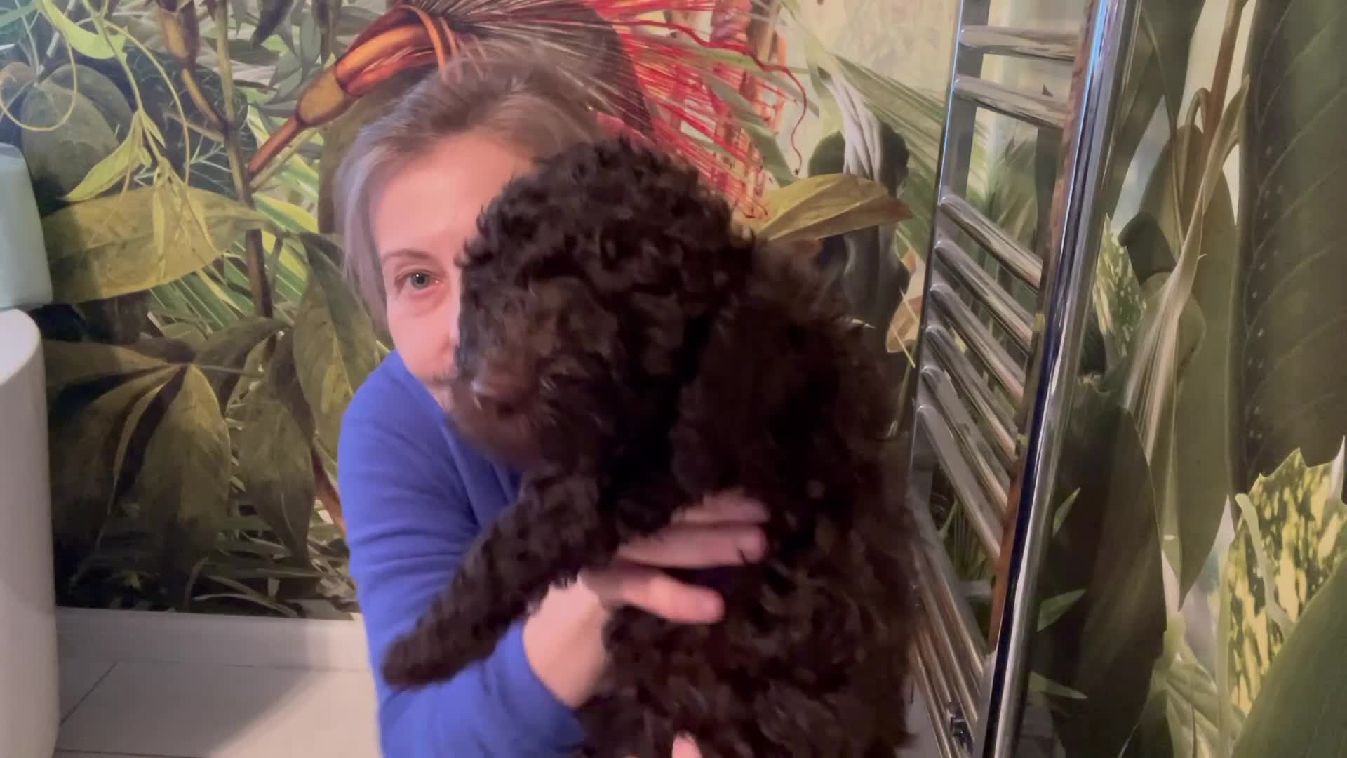 Miniature Poodle dogs for sale: Brown Poodle Puppies Ready Now. Chipped & Checked - Video 4
