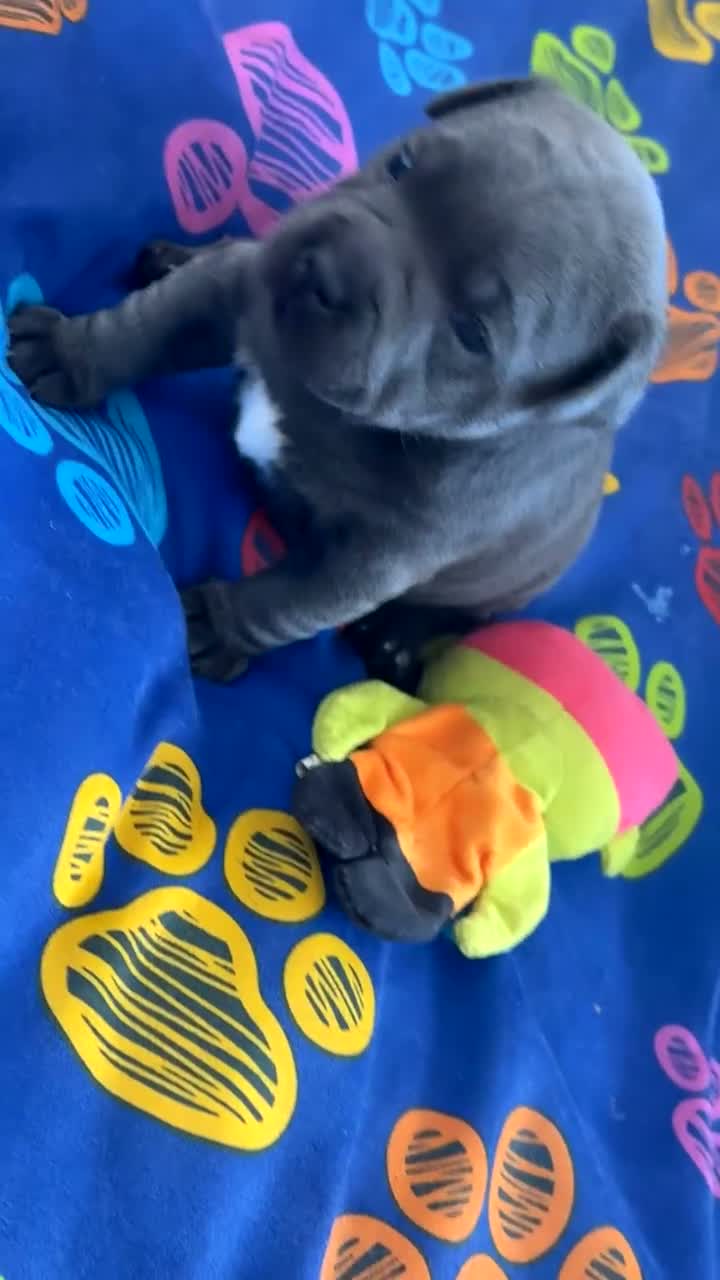 Staffordshire Bull Terrier dogs for sale: Beautiful chunky blue staffordshire female - Video 1