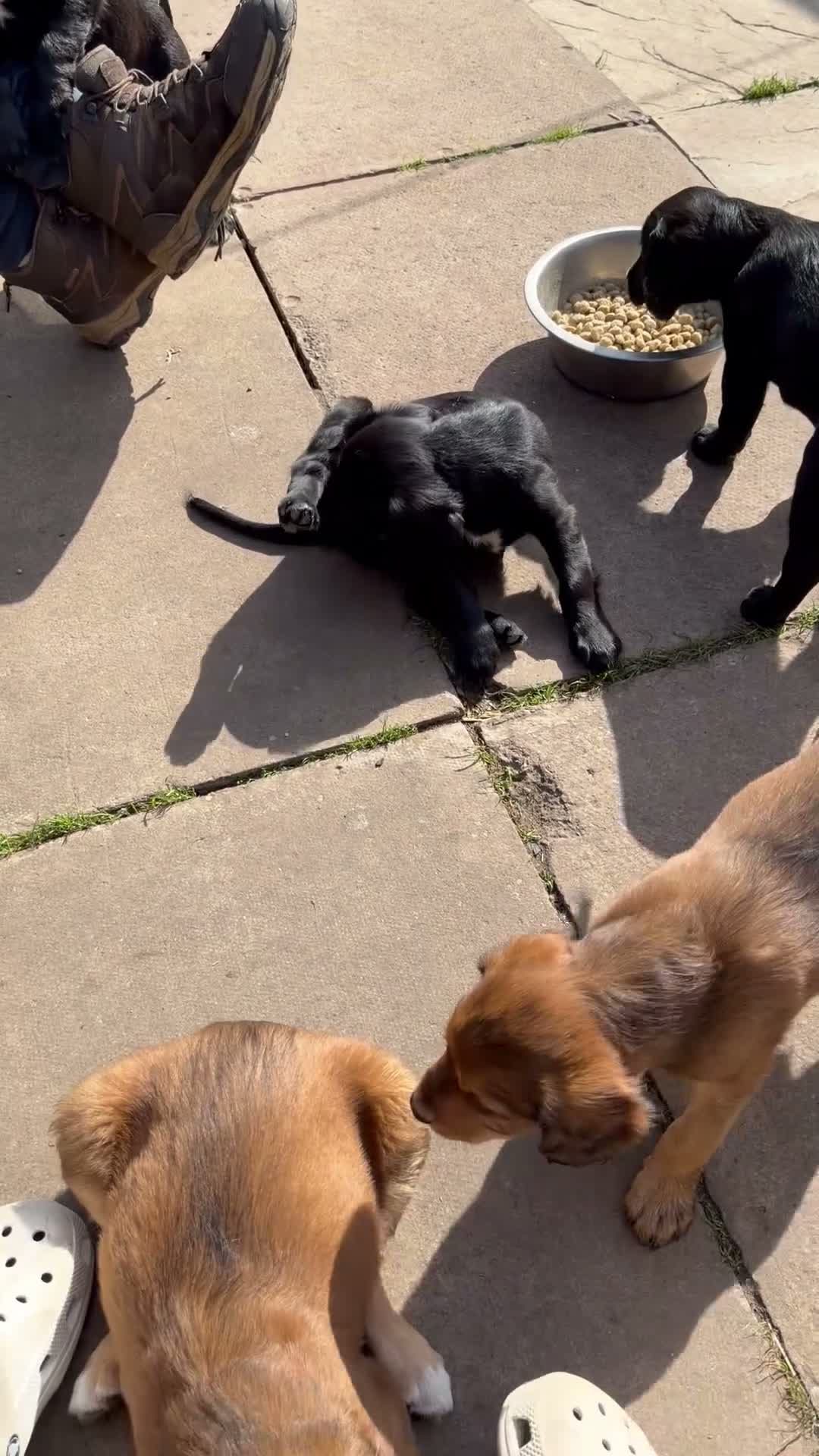 Mixed Breed dogs for sale: 3 quarter Spaniel 1 quarter lurcher pups  in Berwick-upon-Tweed - Video 2