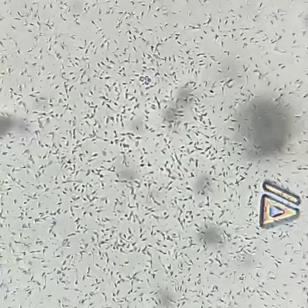 Labrador Retriever dogs for stud: Hugo The Silver Labrador - Video 1