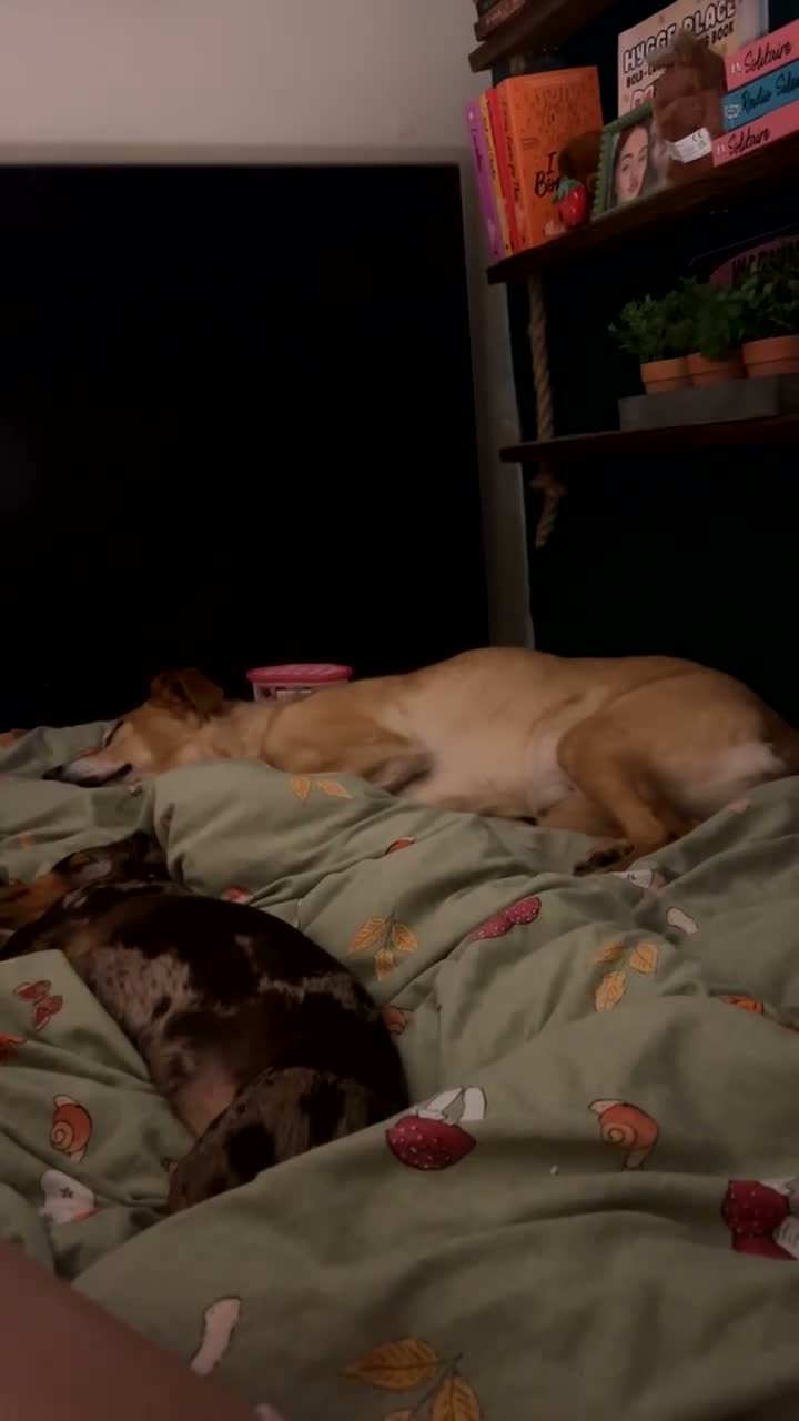 Miniature Dachshund dogs for sale: Female dachshund 1 year 3 months - Video 2