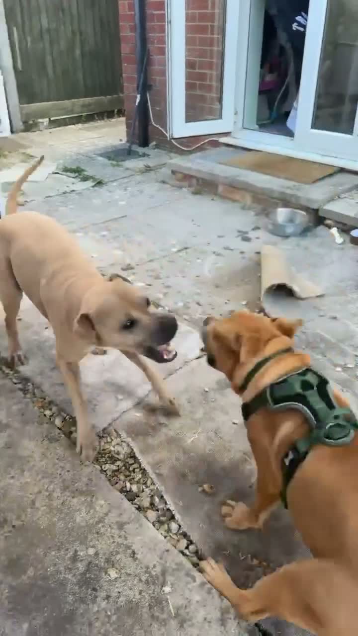 Mixed Breed dogs for sale: 10 month old bullpei  in Devizes - Video 1
