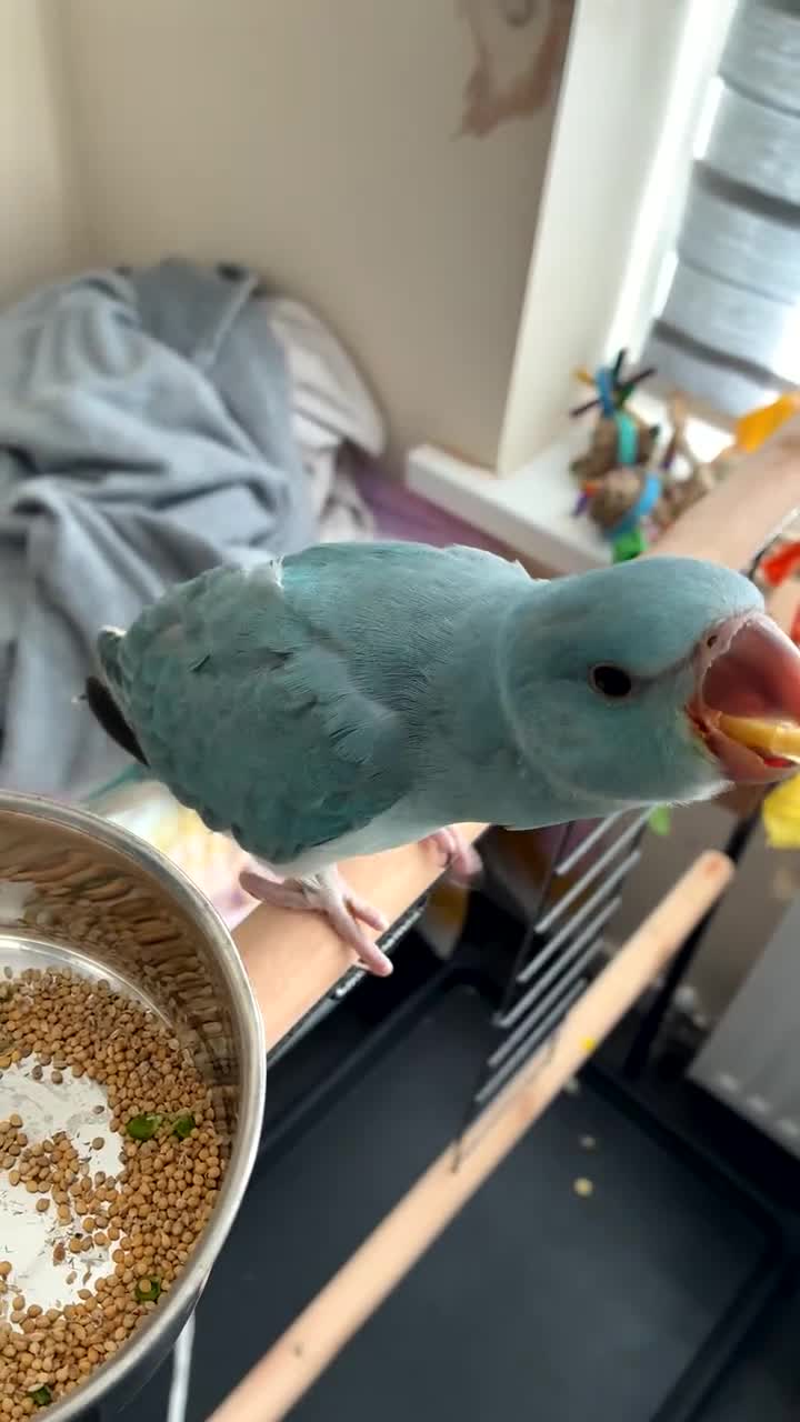 Ringnecks birds for sale: Indian ringkneck baby  - Video 1