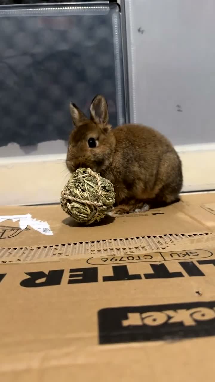 Netherland Dwarf rabbits for sale: Otto the dwarf bunny! - Video 1