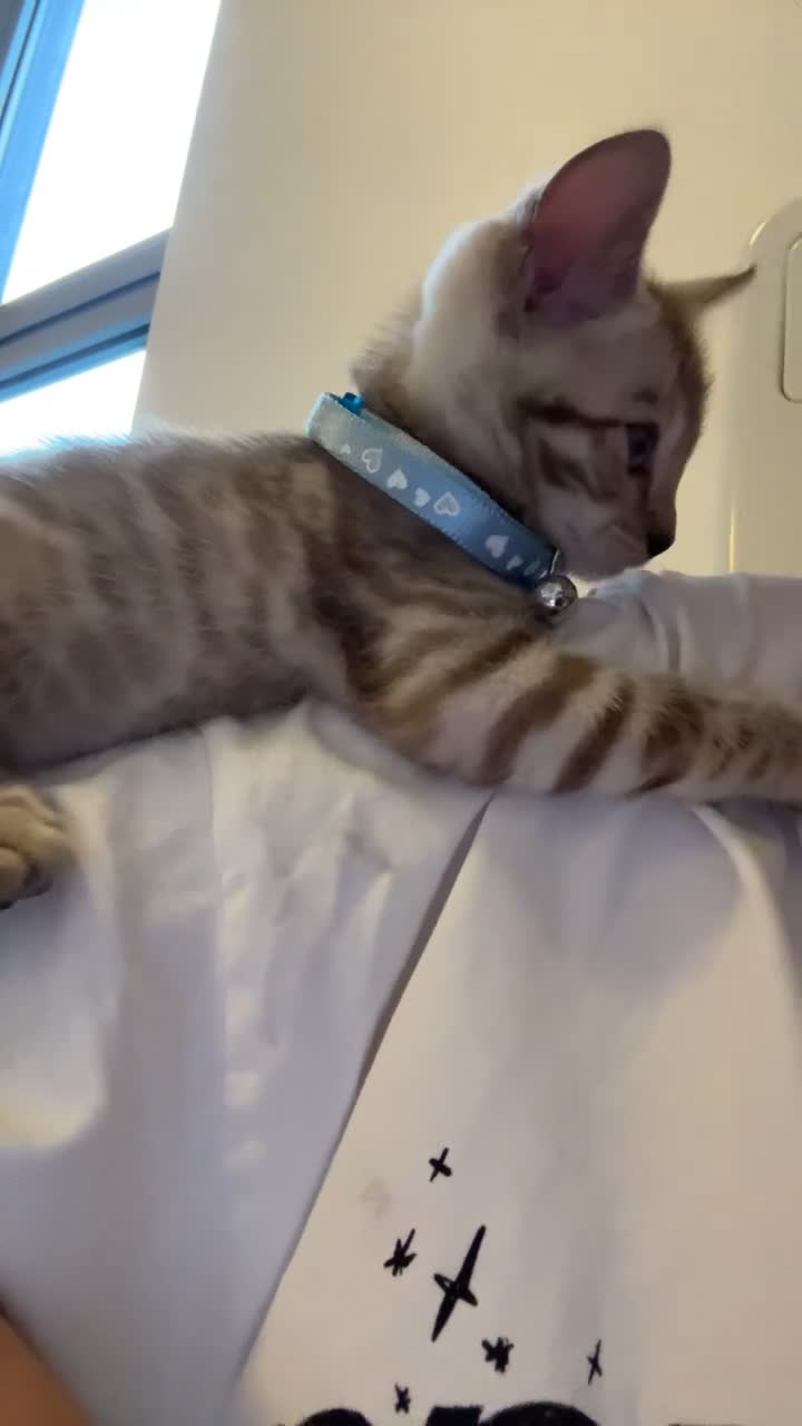 Bengal cats for sale: Bengal kitten - Video 3