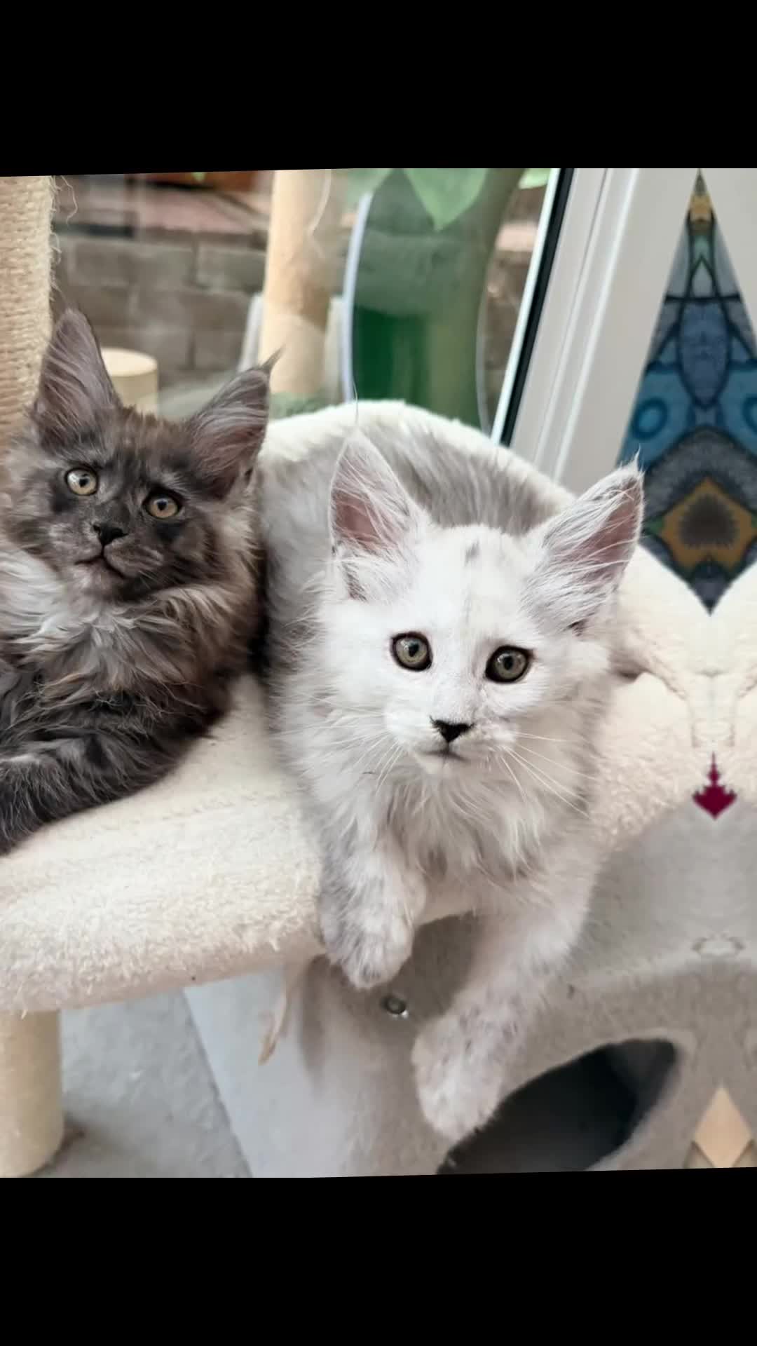 Maine Coon cats for sale: One beautiful black smoked Maine coons ready soon - Video 2