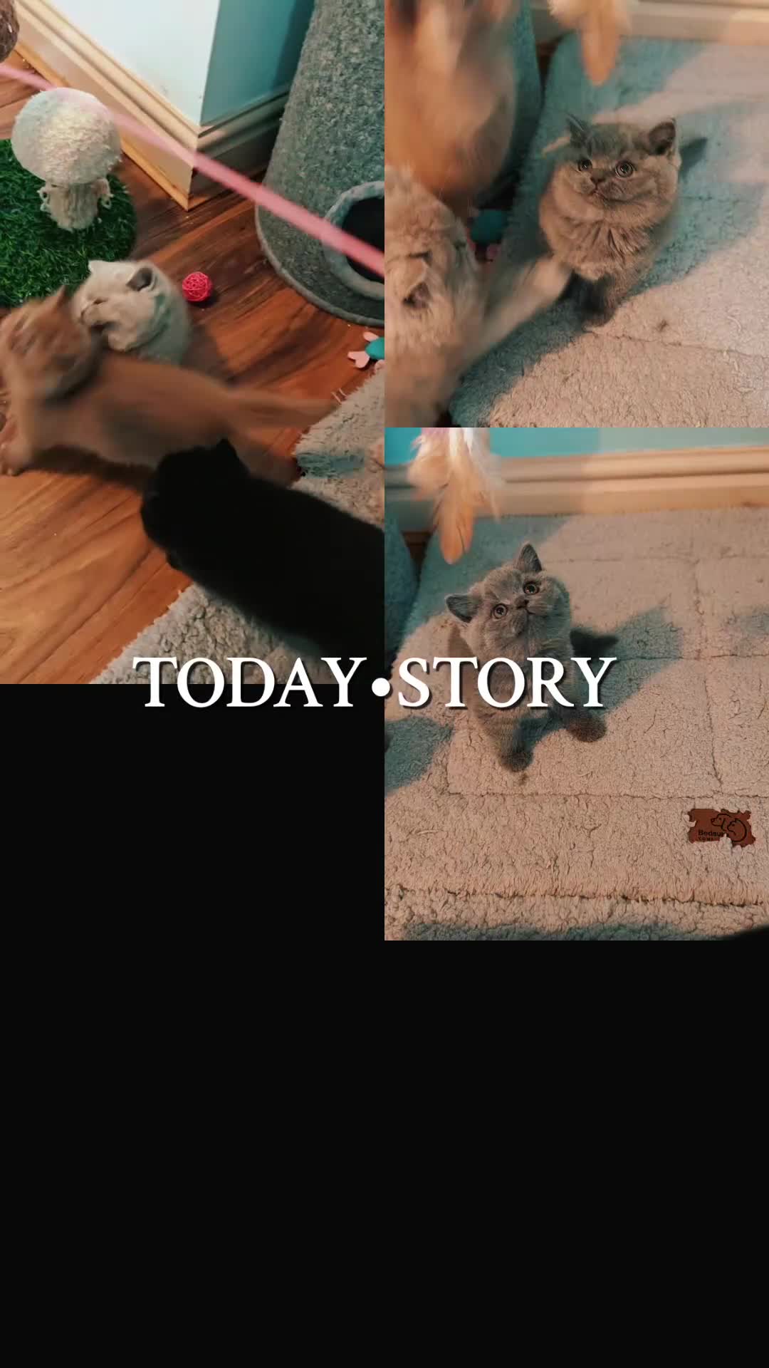 British Shorthair cats for sale: Stunning Teddy bear BSH kittens  GCCF  - Video 3