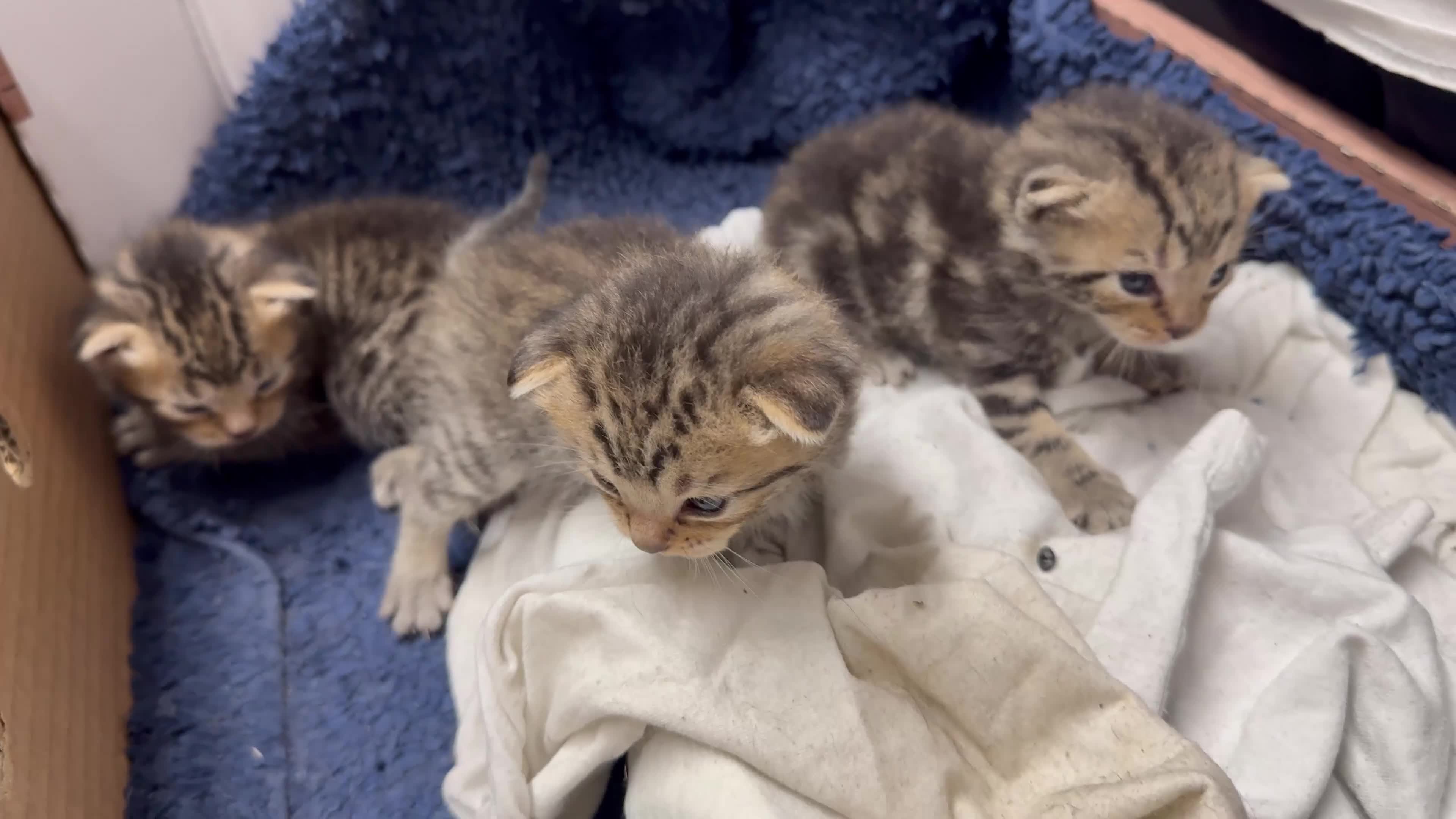 British Shorthair cats for sale: Pure tabby kittens - Video 1