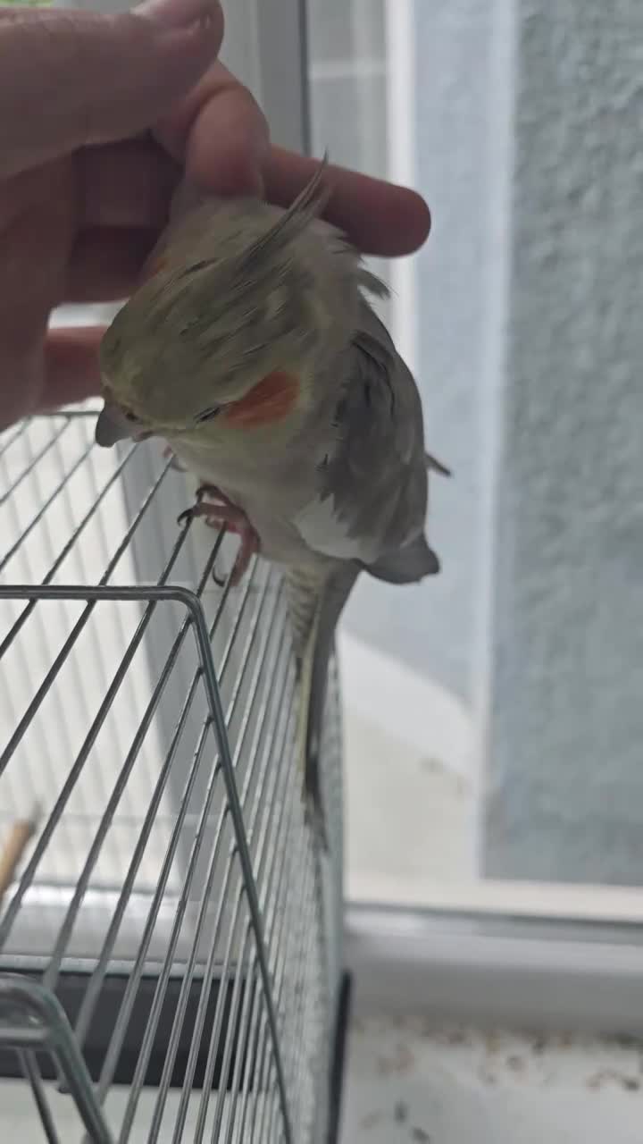 Cockatiels birds for sale: 2 tame cockatiels with cage - Video 1
