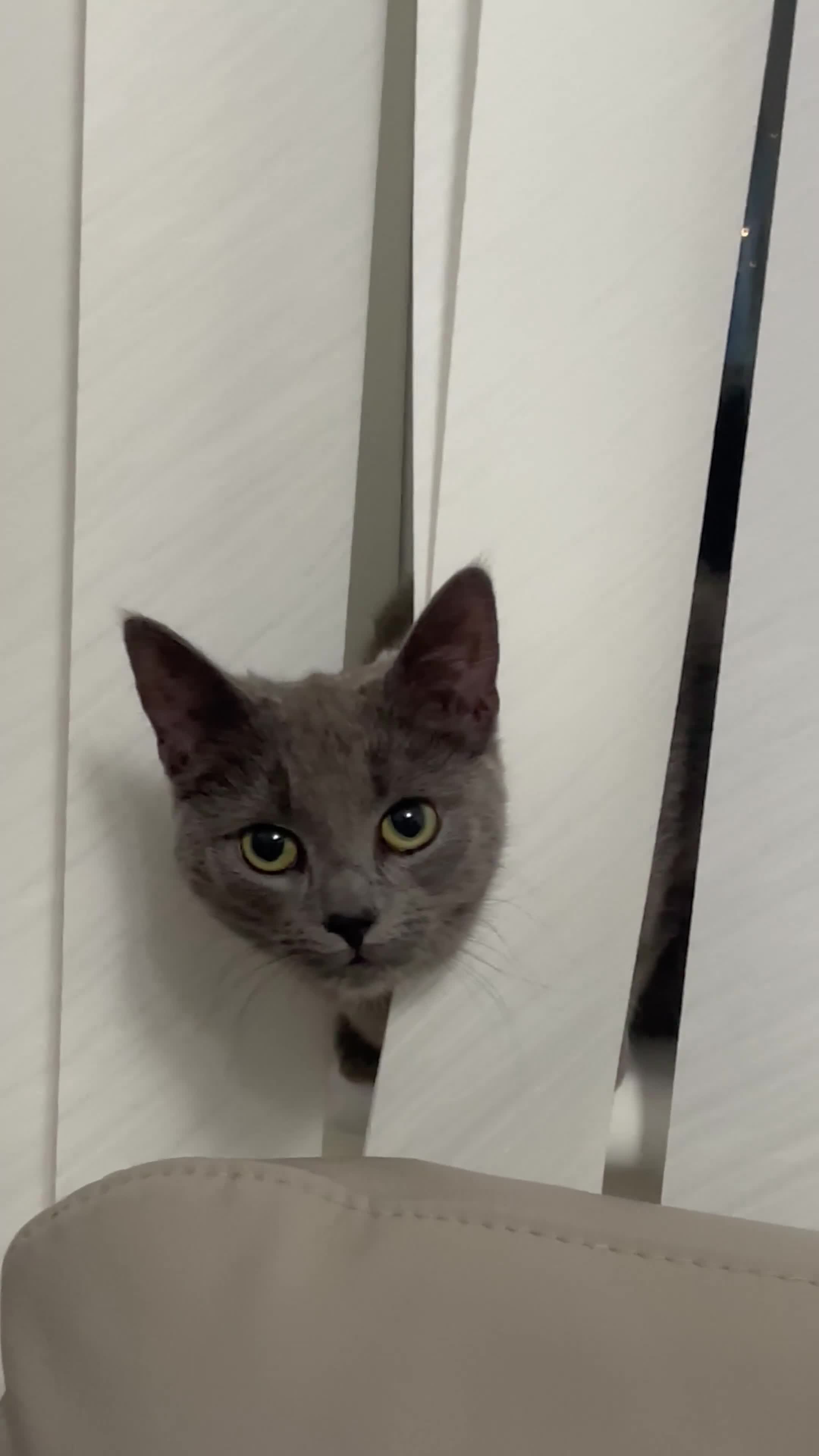 Domestic Shorthair cats for sale: Grey cat  - Video 1