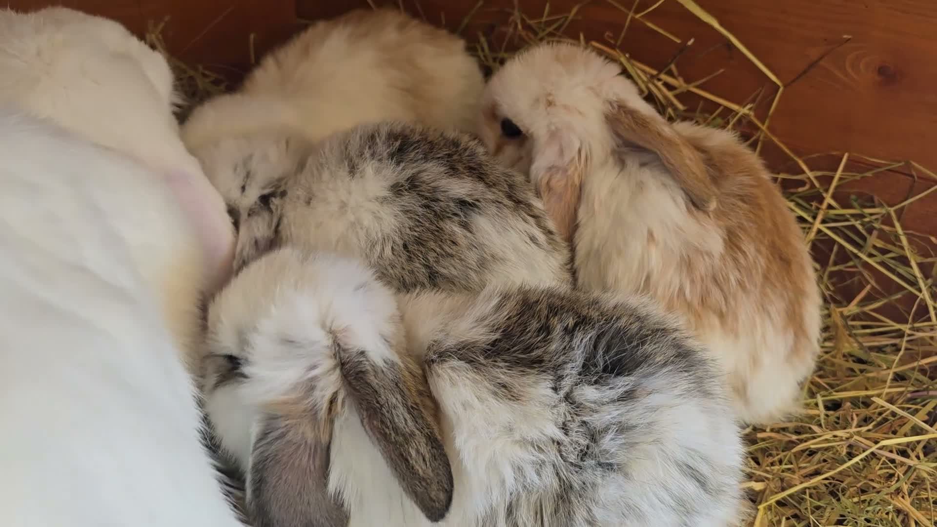 Mixed Breed rabbits for sale: Angora x French lop bunnies - Video 2