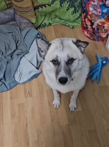 Shepsky dogs for sale: 🏡 ADOPT BINGO HUSKY X ✨ MAKE A MIRACLE HAPPEN - Video 1