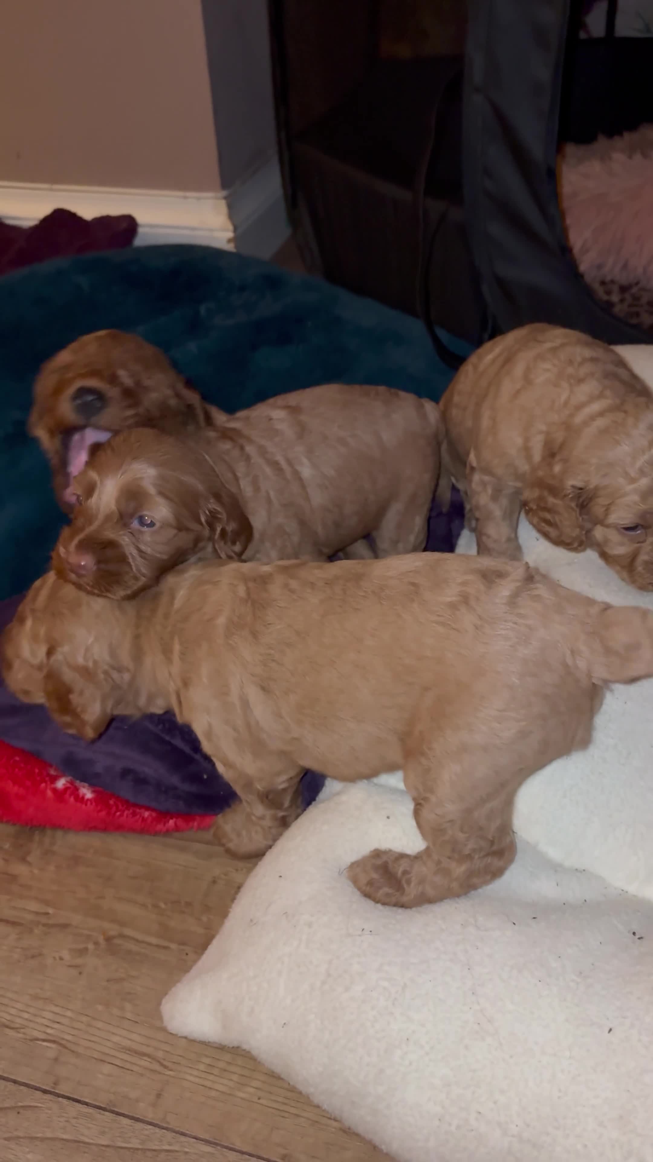 Cockapoo dogs for sale: Beautiful Cockapoo puppies - Video 1