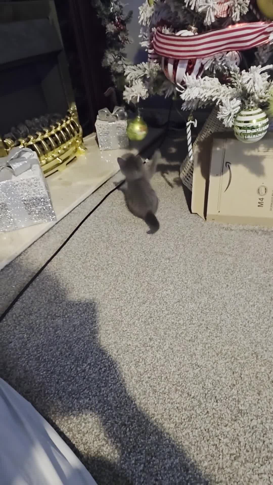 Mixed Breed cats for sale: Beautiful kittens - Video 1