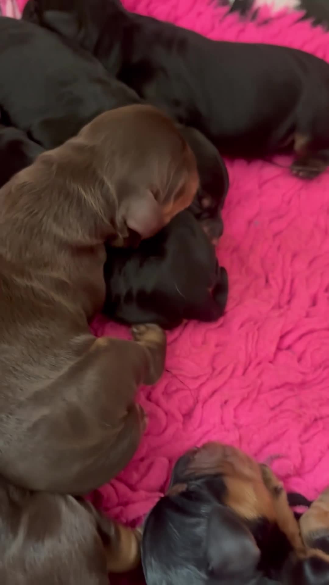 Cocker Spaniel dogs for sale: FIRST CLASS AMAZING PUPS  - Video 1