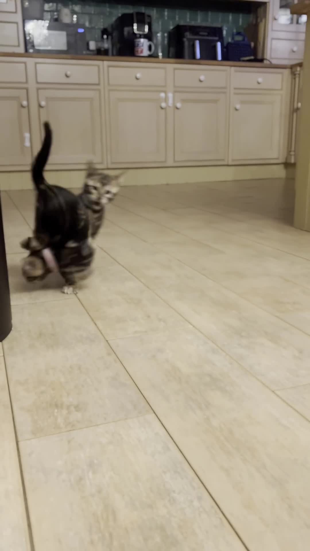 Bengal cats for sale: 🐾 TICA REGISTERED, READY TO LEAVE  😍😍 - Video 1