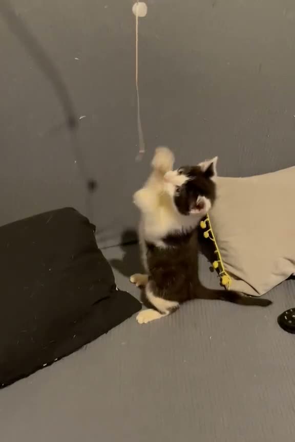 Mixed Breed cats for sale: Kittens for sale Walsall  - Video 2
