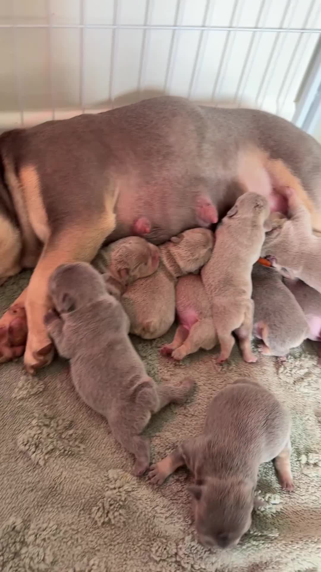 French Bulldog dogs for sale: Stunning French bulldogs  - Video 1