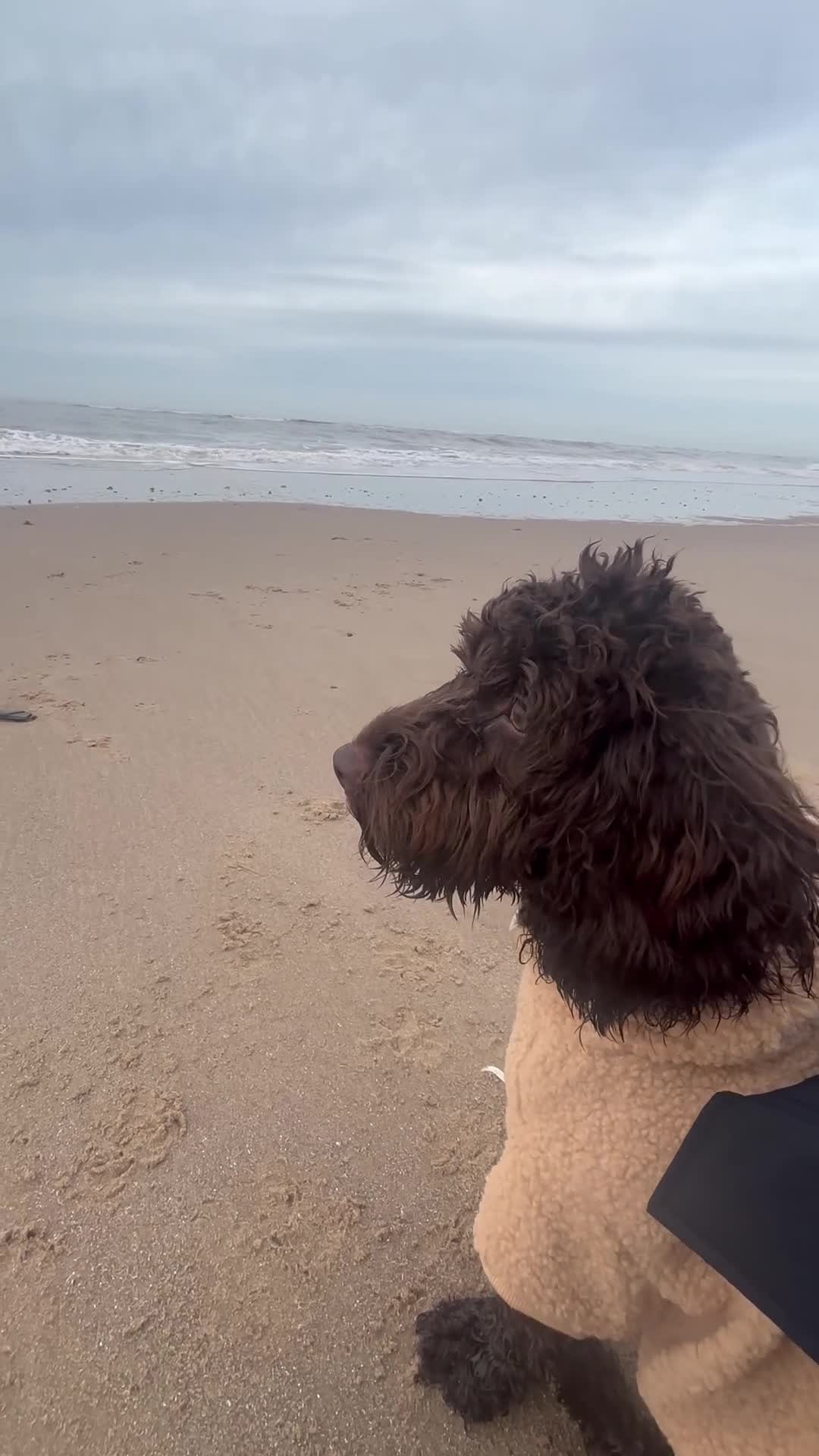 Cockapoo dogs for sale: Miniature Chocolate Cockapoo - 10 Months - Video 1