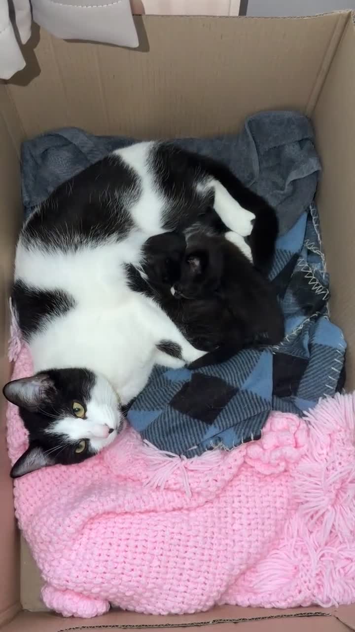 Domestic Shorthair cats for sale: Pair of female kittens  - Video 1