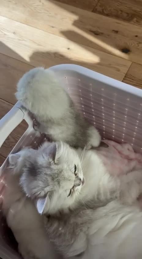 Scottish Fold cats for sale: Stunning White Scottish Fold Girl - Video 1