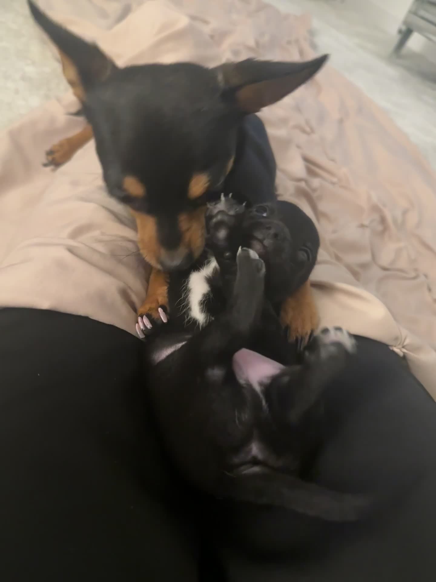 Chihuahua dogs for sale: Black chihuahua boy  - Video 2