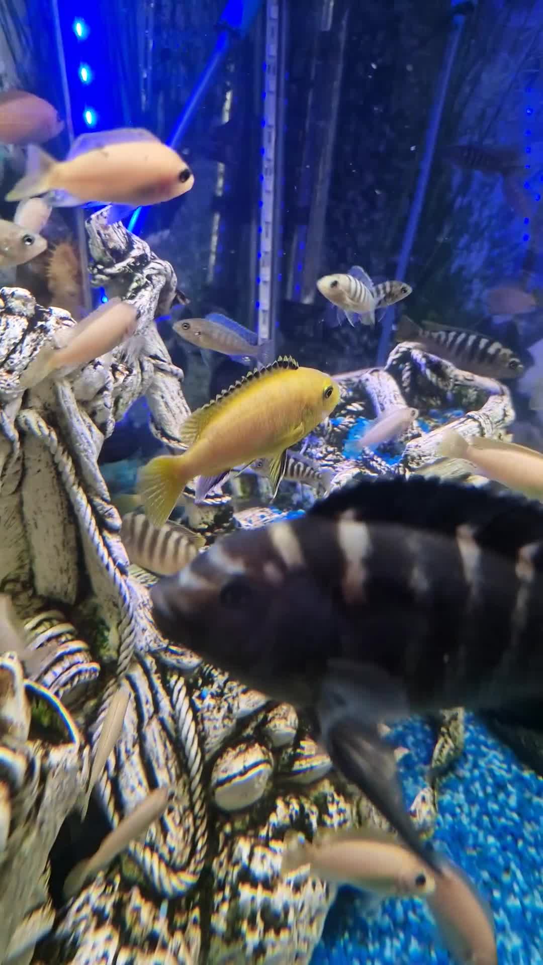 Cichlids fish for sale: Malawian Cichlids in Doncaster - Video 2